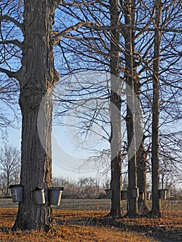 Maple trees in NYS with maple syrup buckets