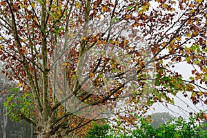 Maple trees Platanus Ã— hispanica in foggy morning