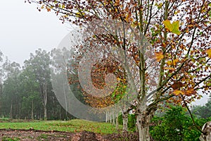 Maple trees Platanus Ã— hispanica in foggy morning