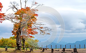 Maple trees and red leaves.