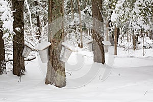 Maple Trees with Sap Pails