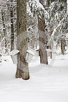 Maple Trees with Sap Pails