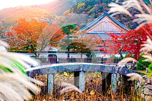 Acero alberi calcolo ponte tradizionale giapponese giardino famoso tokio Giappone 