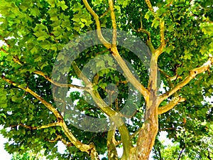 Sycamore trees Summer