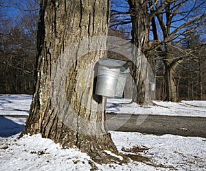 Maple trees tapped for syrup