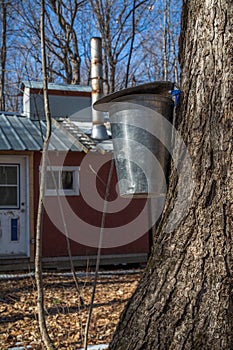 Maple Trees to collect Sap to Produce Maple Syrup with rustic Sugar Shack in Background