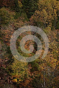 Maple trees in the valley in autumn time