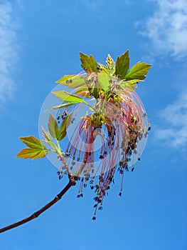 Maple twig with red catkins against blue sky