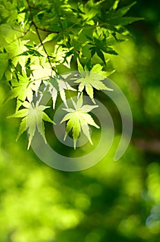 Maple verdure