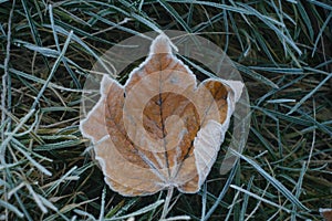 Maple Yellow Frosty Leaf on the Grass on a Cold Frosty Morning. Nature Background Covered with Frost in the Autumn or