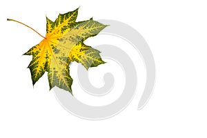 maple, yellow-green maple leaf, blank for further creativity