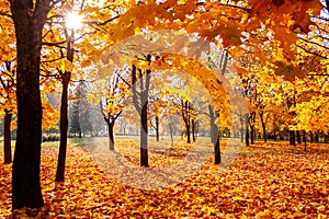 Maple yellow leaves in the park, permeated with sun light, lie on the ground. The height of golden autumn, sunny day