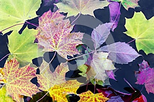 Mapleleaves in water