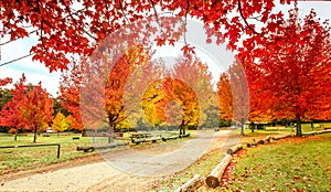 Maples in colours of rich red, orange and yellow in Autumn