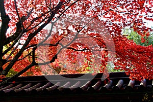 Maples in full autumn colour