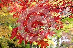 Maples in full autumn colour