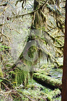 Maples on the Hall of Mosses Trail