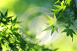 Maples leafs background