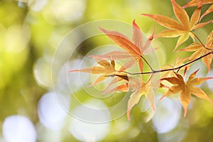 Maples leafs background