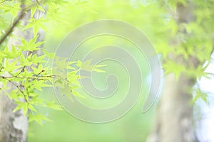 Maples leafs background