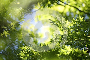 Maples leafs background