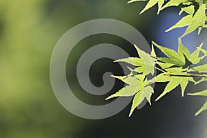 Maples leafs background