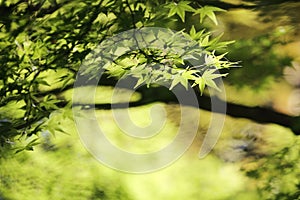 Maples leafs background