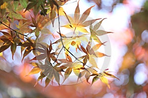 Maples leafs background