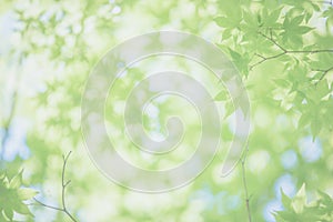 Maples leafs background in sunset