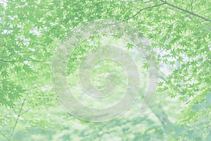 Maples leafs background in sunset