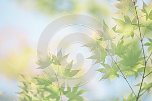 Maples leafs background in sunset