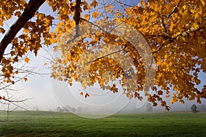 Maples and Pasture