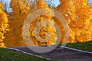 Maples with yellow leaves on path in park in autumn