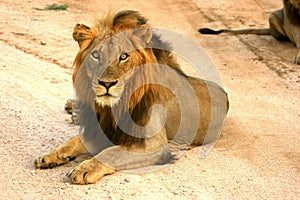 Mapogo Lion male