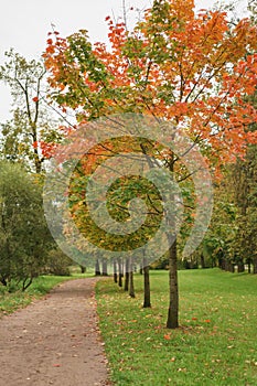 Mapple alley in town park in early autumn season