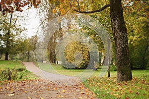 Mapple alley in town park in early autumn season