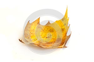 Mapple leaf