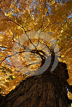 Mapple tree canopy