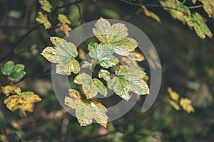 mapple tree leaves in autumn against dark background - vintage f