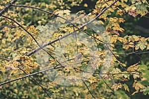 Javorové listy na podzim proti tmavému pozadí ročník f