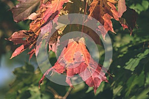 mapple tree leaves in autumn against dark background - vintage f