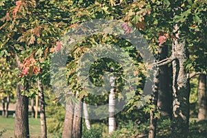 mapple tree leaves in autumn against dark background - vintage f