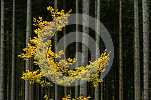 Mapple tree leaves in autumn against dark background