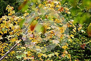 mapple tree leaves in autumn against dark background