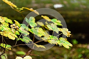 mapple tree leaves in autumn against dark background