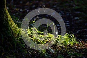 mapple tree leaves in autumn against dark background