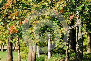 mapple tree leaves in autumn against dark background