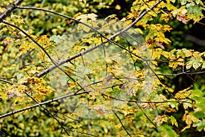 mapple tree leaves in autumn against dark background