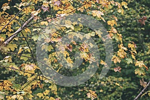 Javorové listy na jeseň na tmavom pozadí ročník f