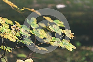 mapple tree leaves in autumn against dark background - vintage f